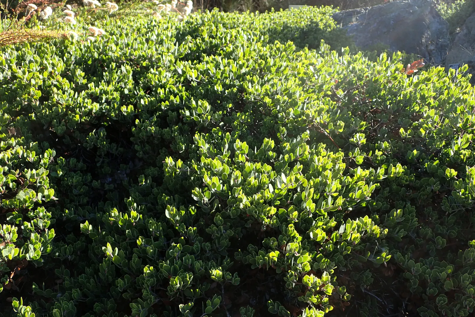 Franciscan Manzanita (Arctostaphylos Hookeri Franciscana) — making it an excellent choice for erosion control on slopes