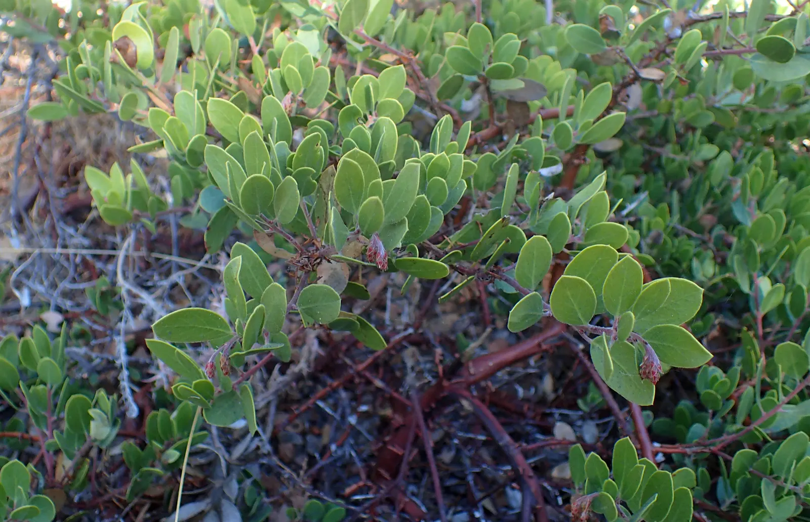 Franciscan Manzanita (Arctostaphylos Hookeri Franciscana) — reaching up to 4-6 feet tall with a similar spread