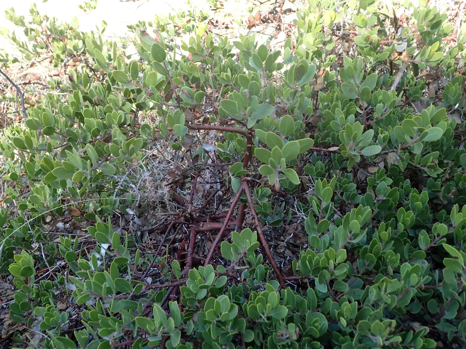 Franciscan Manzanita (Arctostaphylos Hookeri Franciscana) — once thought to be extinct in the wild until its rediscovery in 2009