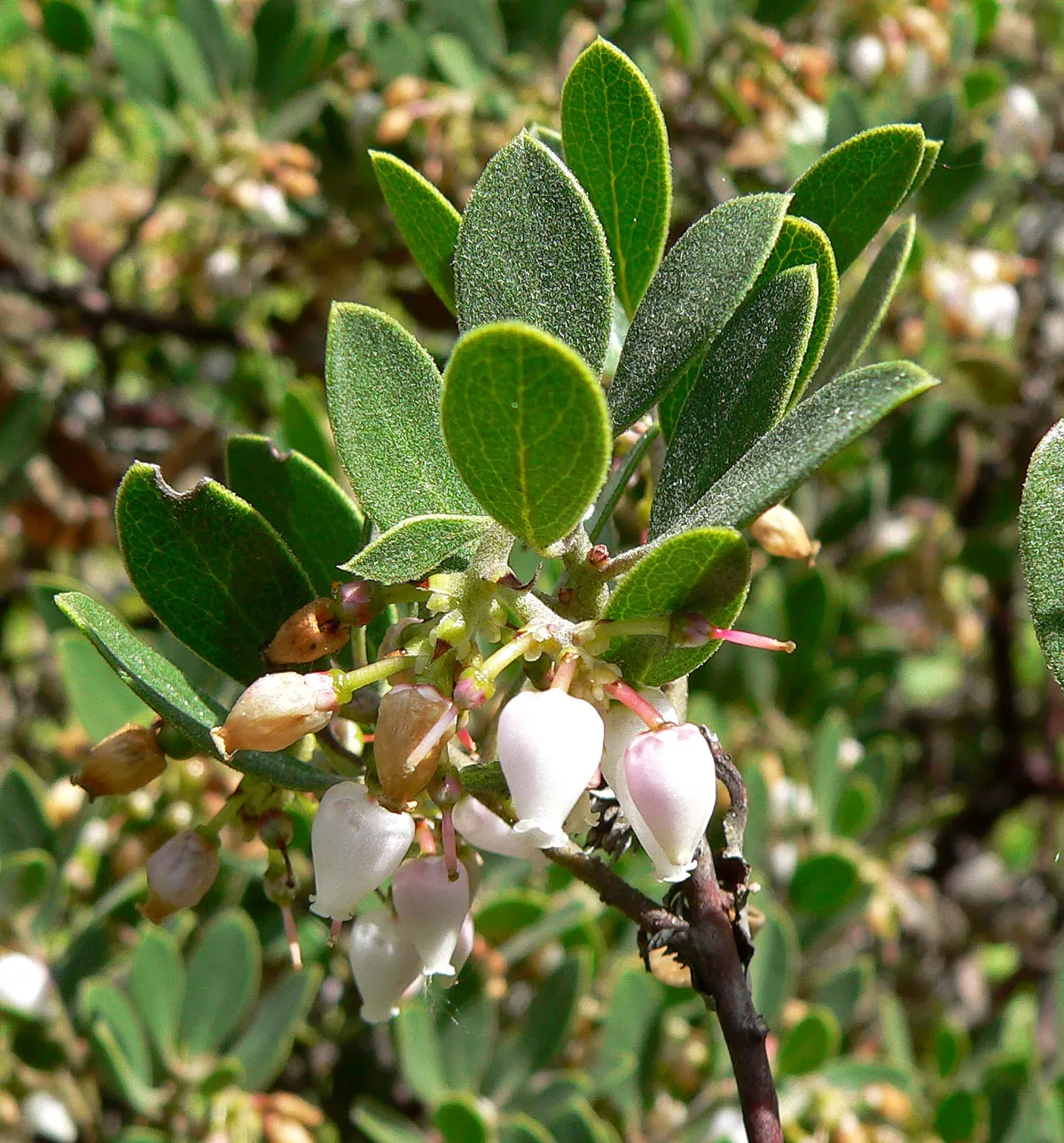 Franciscan Manzanita (Arctostaphylos Hookeri Franciscana) — This evergreen shrub is highly cherished for its sculptural form