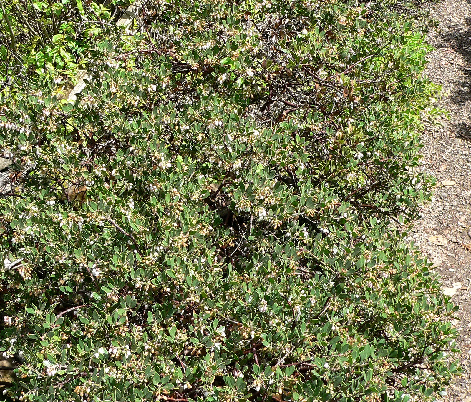 Franciscan Manzanita (Arctostaphylos Hookeri Franciscana) — the Franciscan Manzanita forms a low