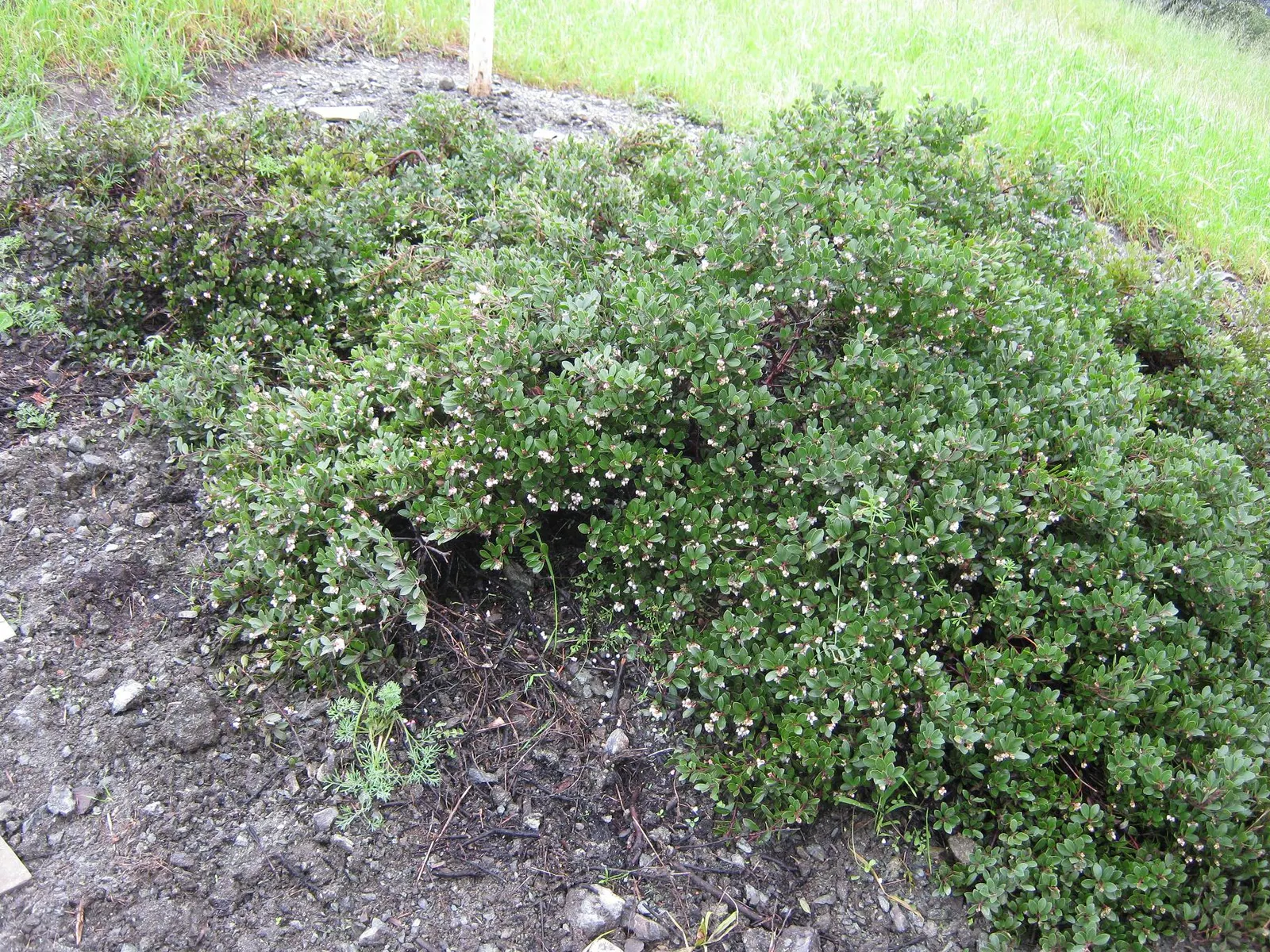 Franciscan Manzanita (Arctostaphylos Hookeri Franciscana) — This California native requires well-draining soil