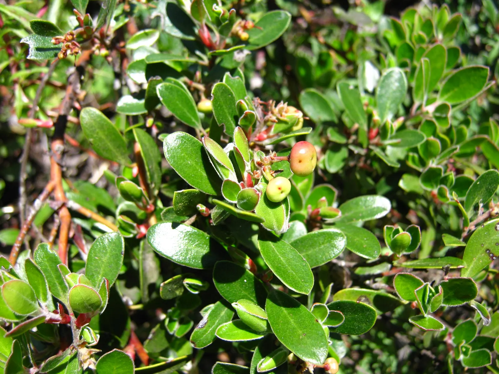 Franciscan Manzanita (Arctostaphylos Hookeri Franciscana) — ideal for adding texture and year-round interest in USDA zones 8-10
