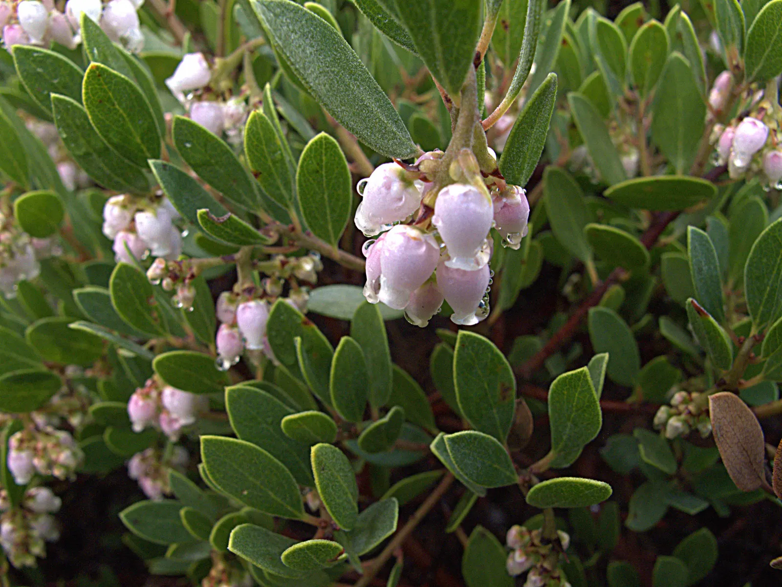 Franciscan Manzanita (Arctostaphylos Hookeri Franciscana) — Thriving in full sun to part shade, it's drought-tolerant once established