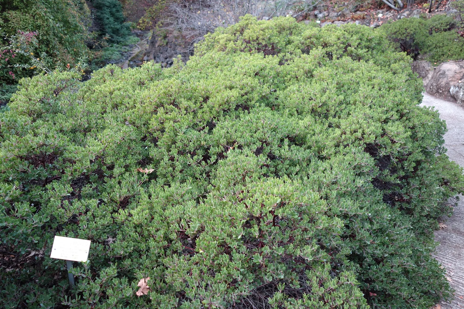 Franciscan Manzanita (Arctostaphylos Hookeri Franciscana) — is a rare and historically significant plant