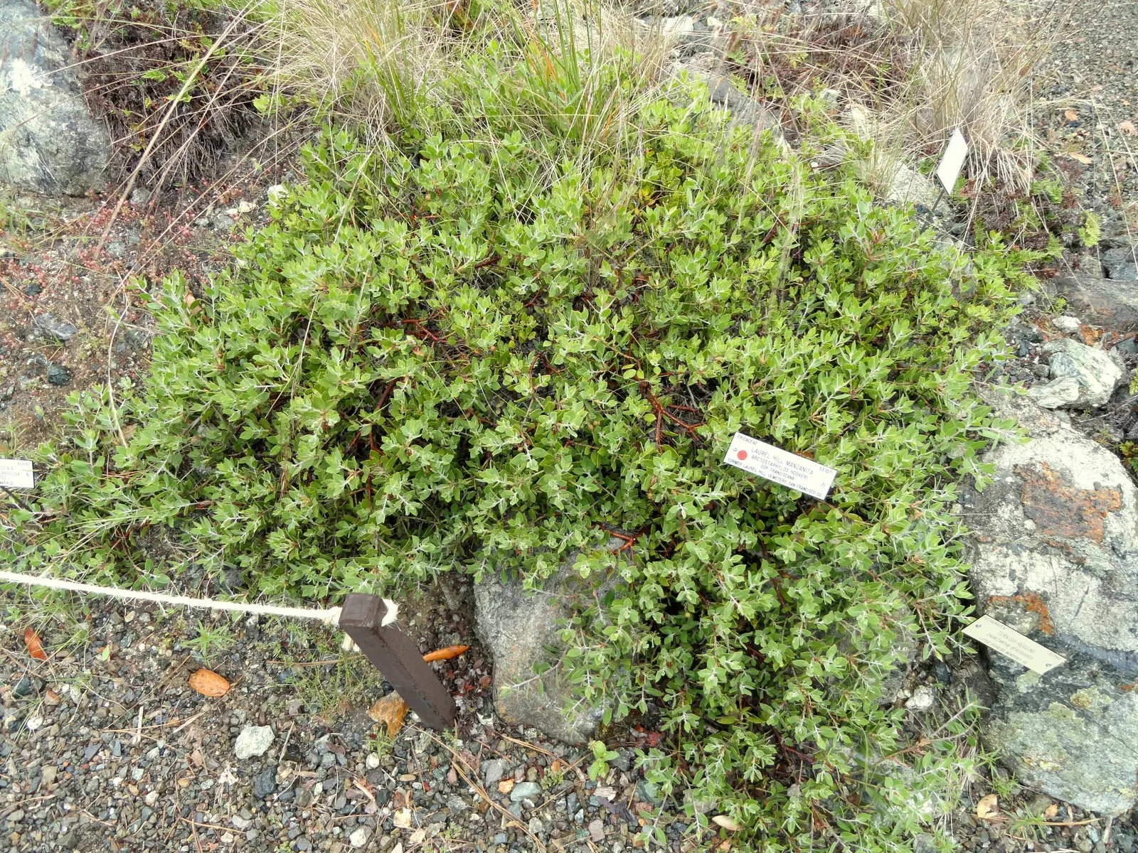 Franciscan Manzanita (Arctostaphylos Hookeri Franciscana) — It boasts rich, green foliage and pink-white blossoms that emerge in winter to early spring