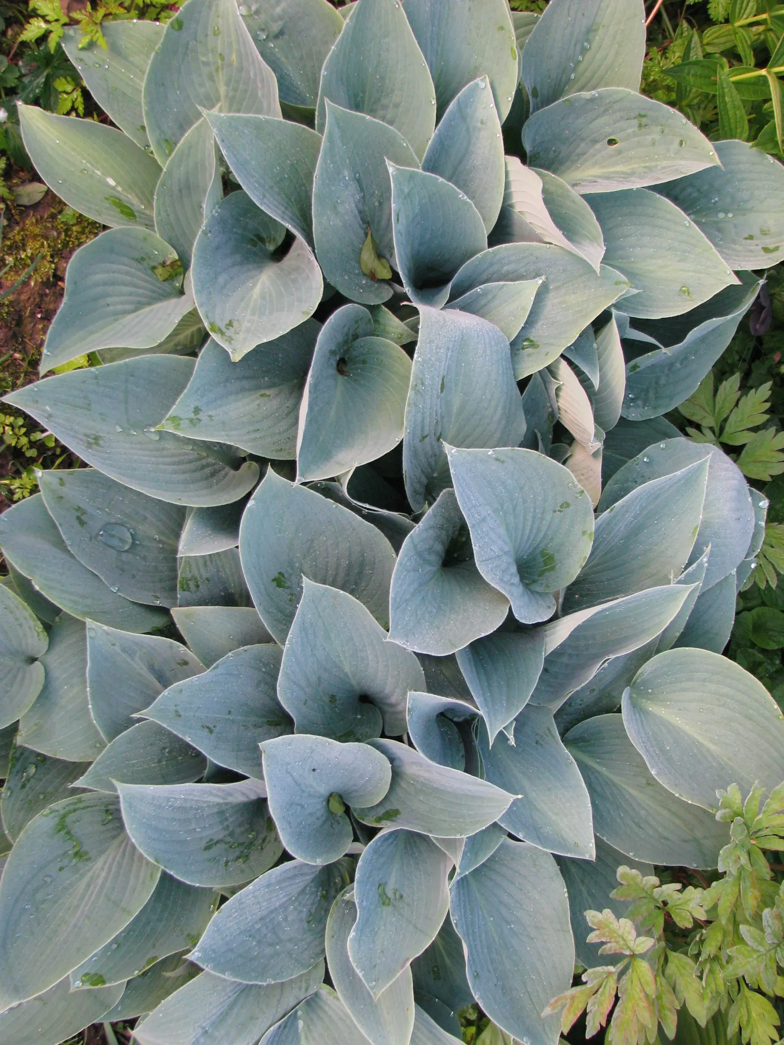 Halcyon Hosta (Hosta 'Halcyon') — providing a stunning contrast against lighter-hued plants.<br><br>Boasting a moderate growth rate