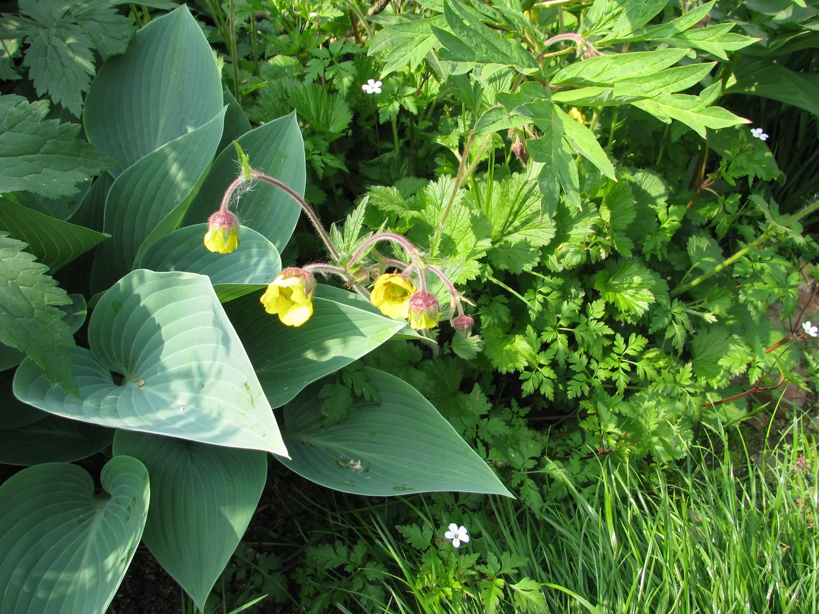 Halcyon Hosta (Hosta 'Halcyon') — The Halcyon Hosta requires partial to full shade