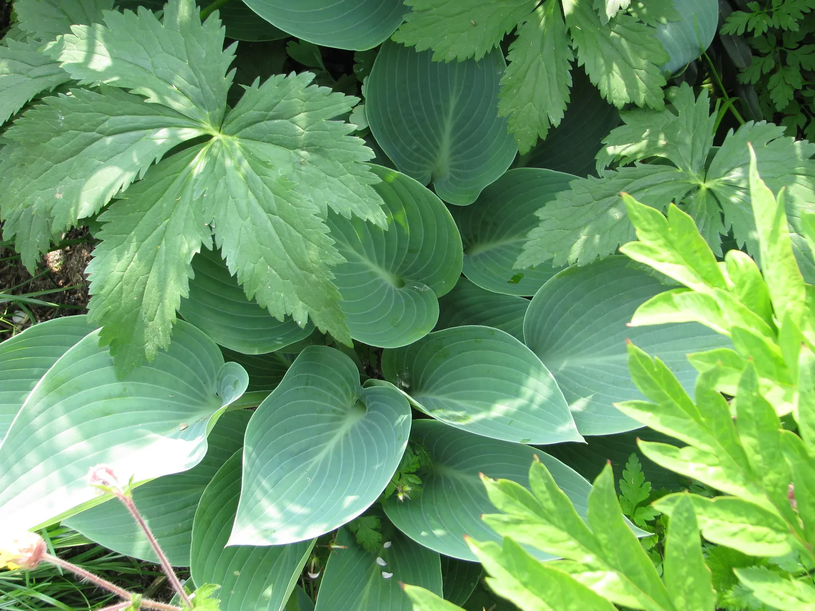 Halcyon Hosta (Hosta 'Halcyon') — is a striking and resilient perennial that serves as a cornerstone in shade gardens