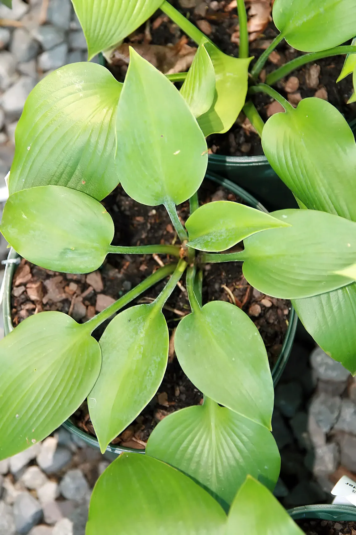 Halcyon Hosta (Hosta 'Halcyon') — blue-green leaves and tall spikes of soft lilac flowers in mid to late summer