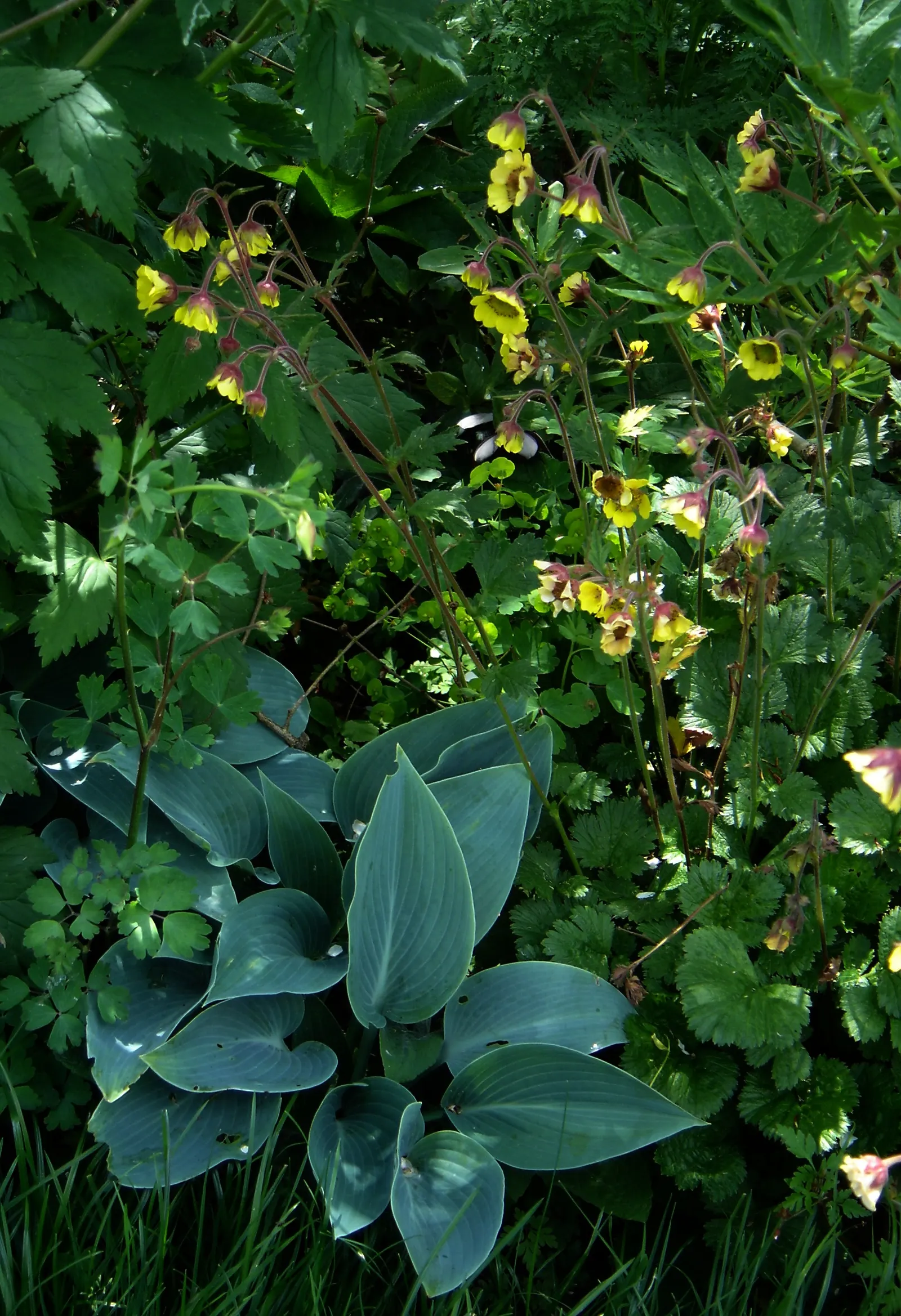 Halcyon Hosta (Hosta 'Halcyon') — the Halcyon thrives in USDA Hardiness Zones 3 through 8