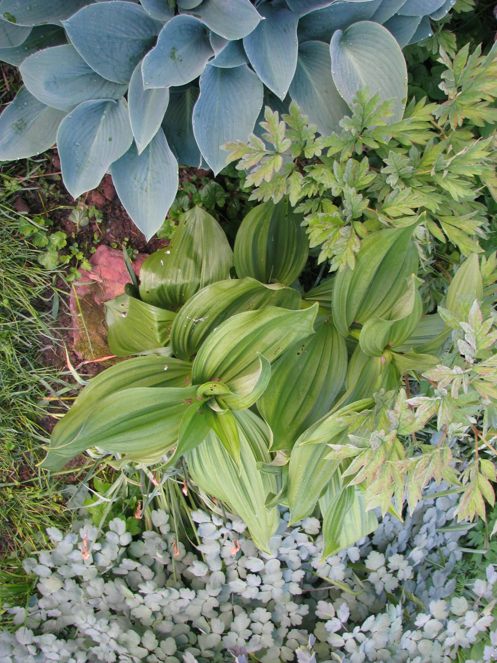 Halcyon Hosta (Hosta 'Halcyon') — adapting well to a variety of soil types