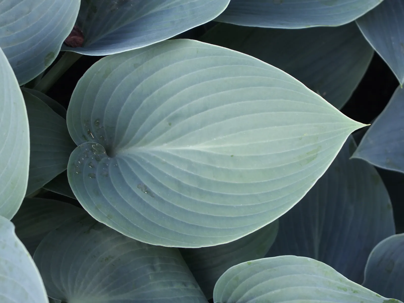 Halcyon Hosta (Hosta 'Halcyon') — it typically reaches a mature size of about 18 inches in height and can spread up to 36 inches in width