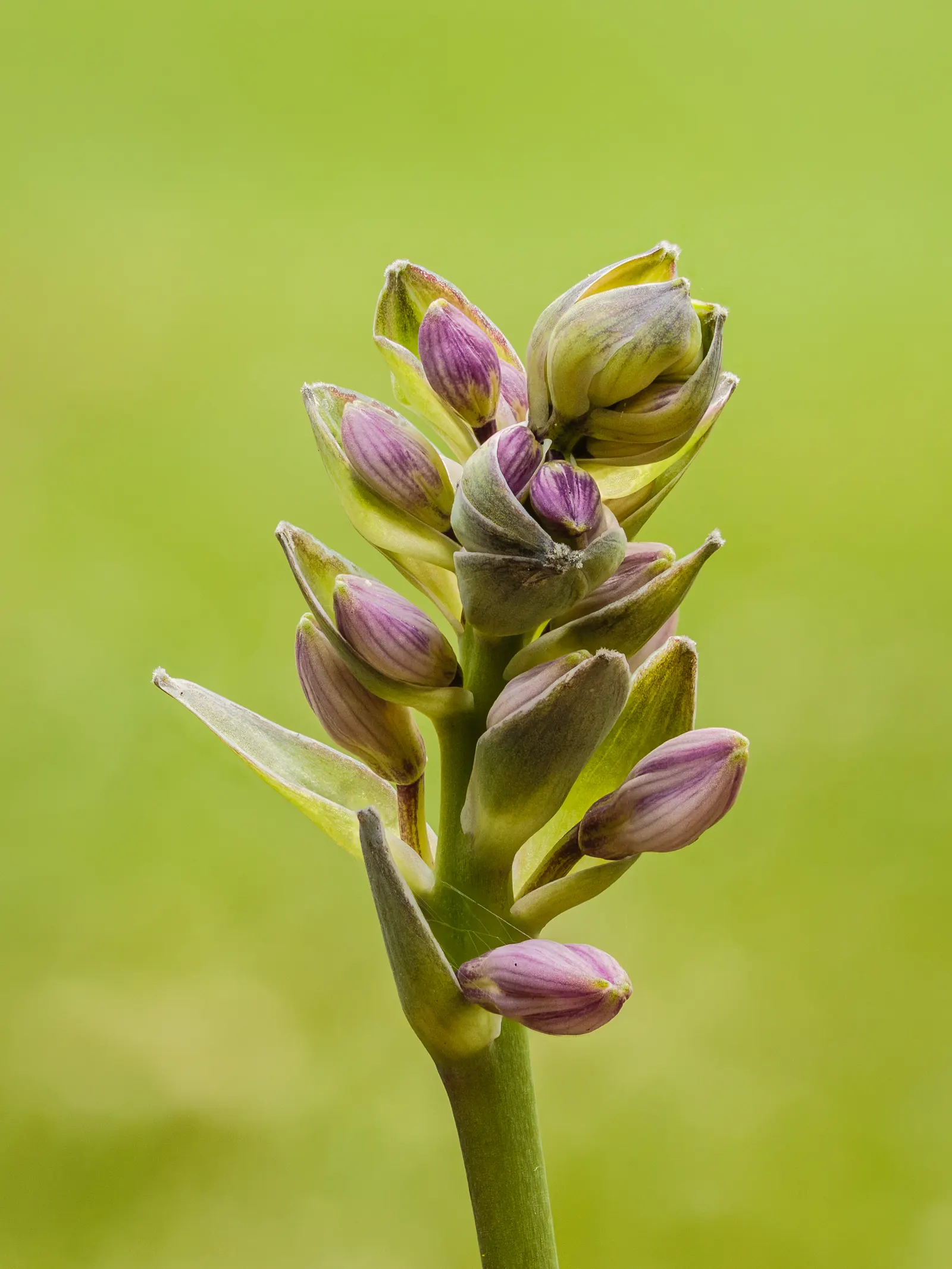 Halcyon Hosta (Hosta 'Halcyon') — heralds its presence with striking