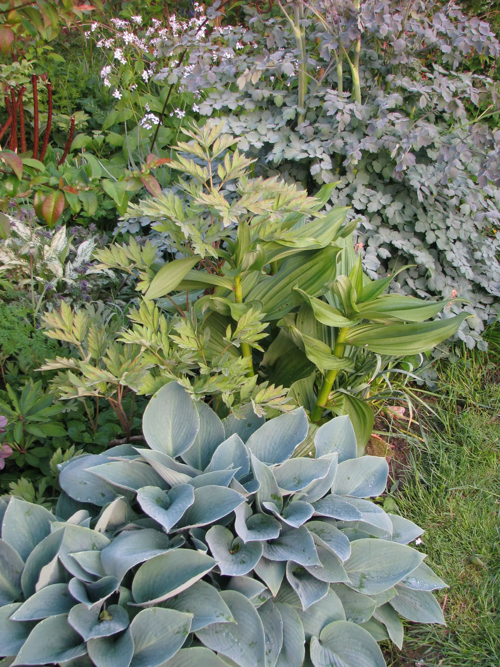 Halcyon Hosta (Hosta 'Halcyon') — well-drained soils with a good amount of organic matter