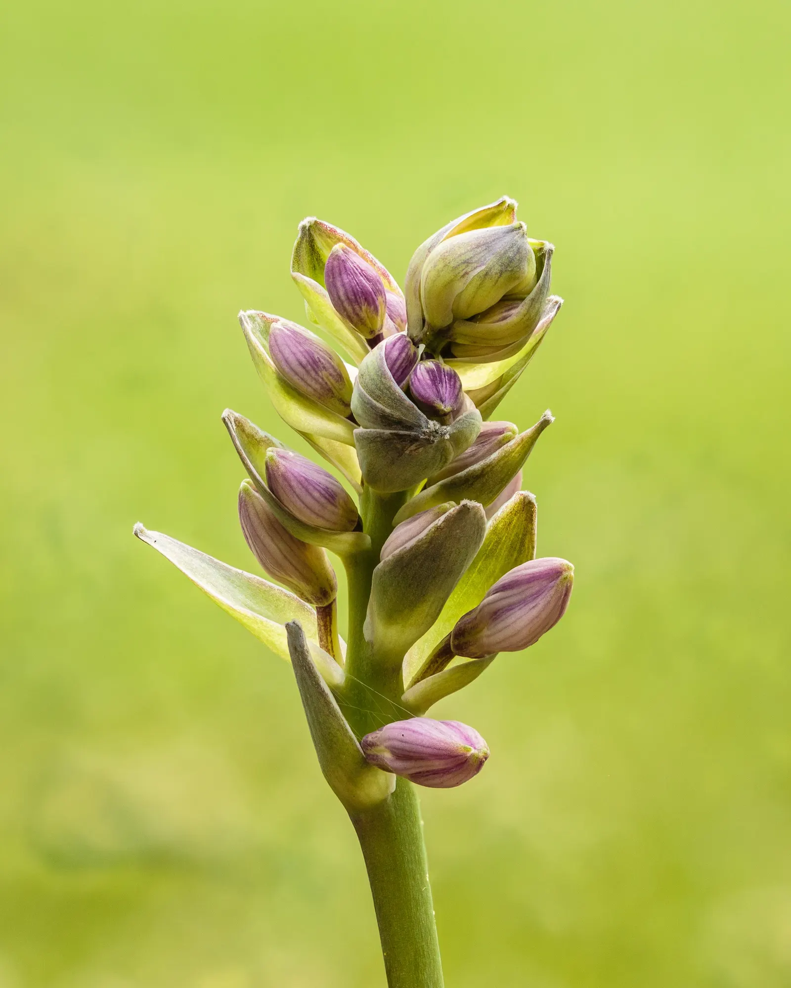 Halcyon Hosta (Hosta 'Halcyon') — and requires minimal maintenance