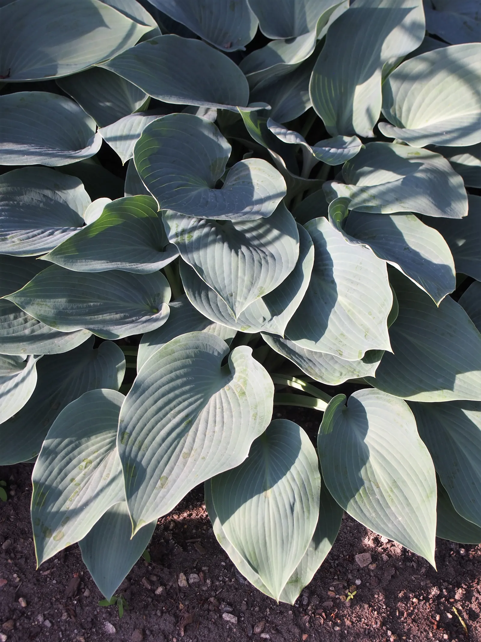 Halcyon Hosta (Hosta 'Halcyon') — making it an ideal ground cover or border plant