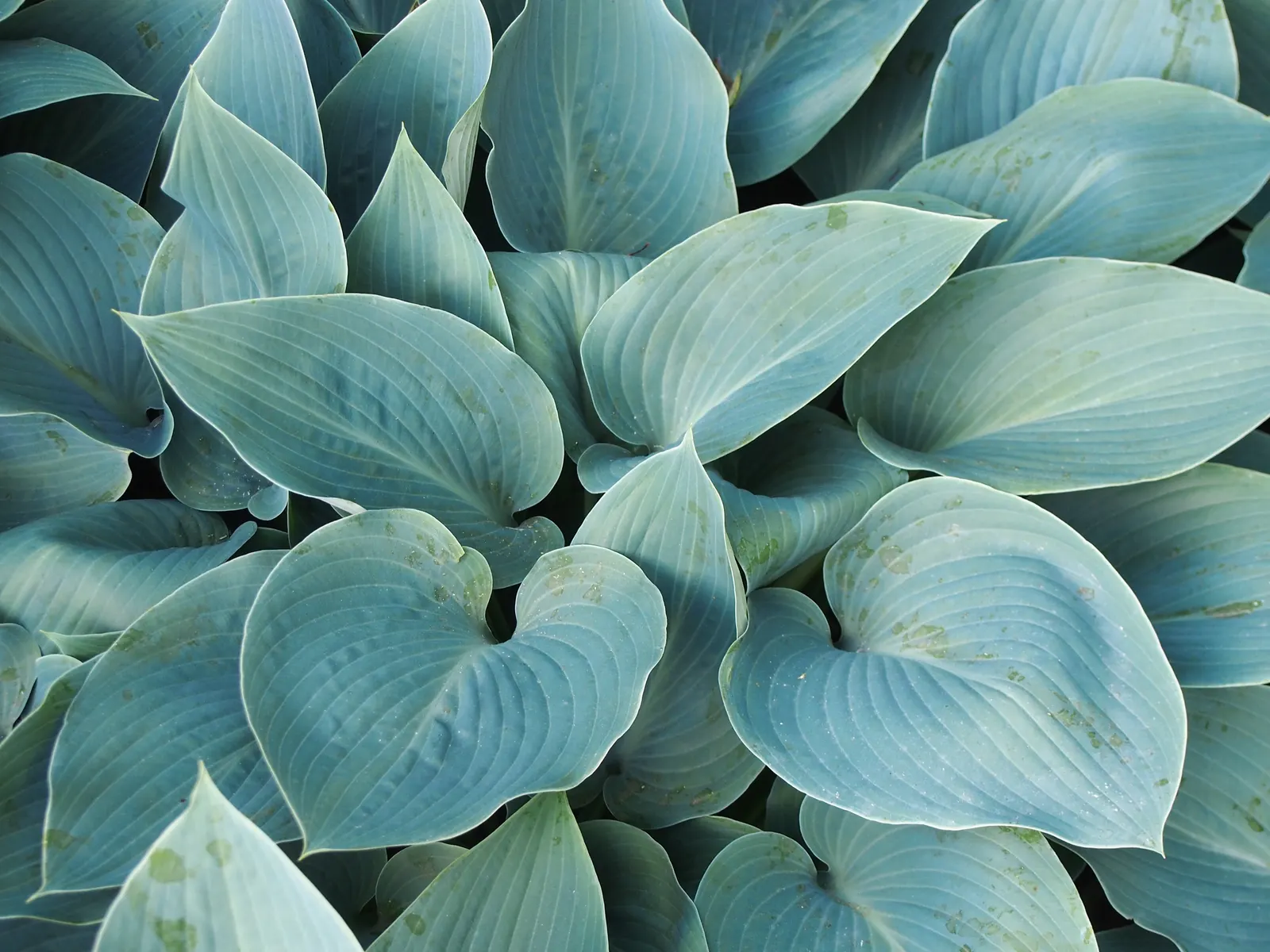 Halcyon Hosta (Hosta 'Halcyon') — With a mounding growth habit