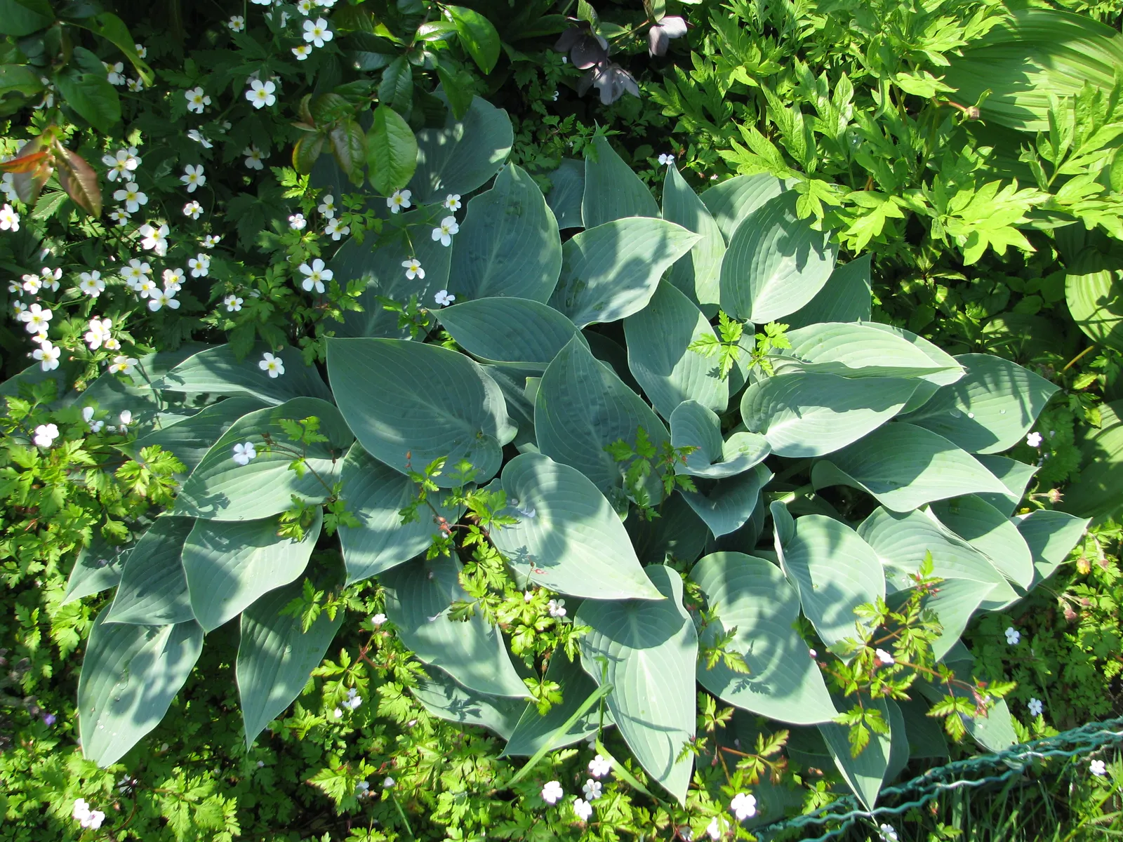 Halcyon Hosta (Hosta 'Halcyon') — and adding serene beauty to any garden design