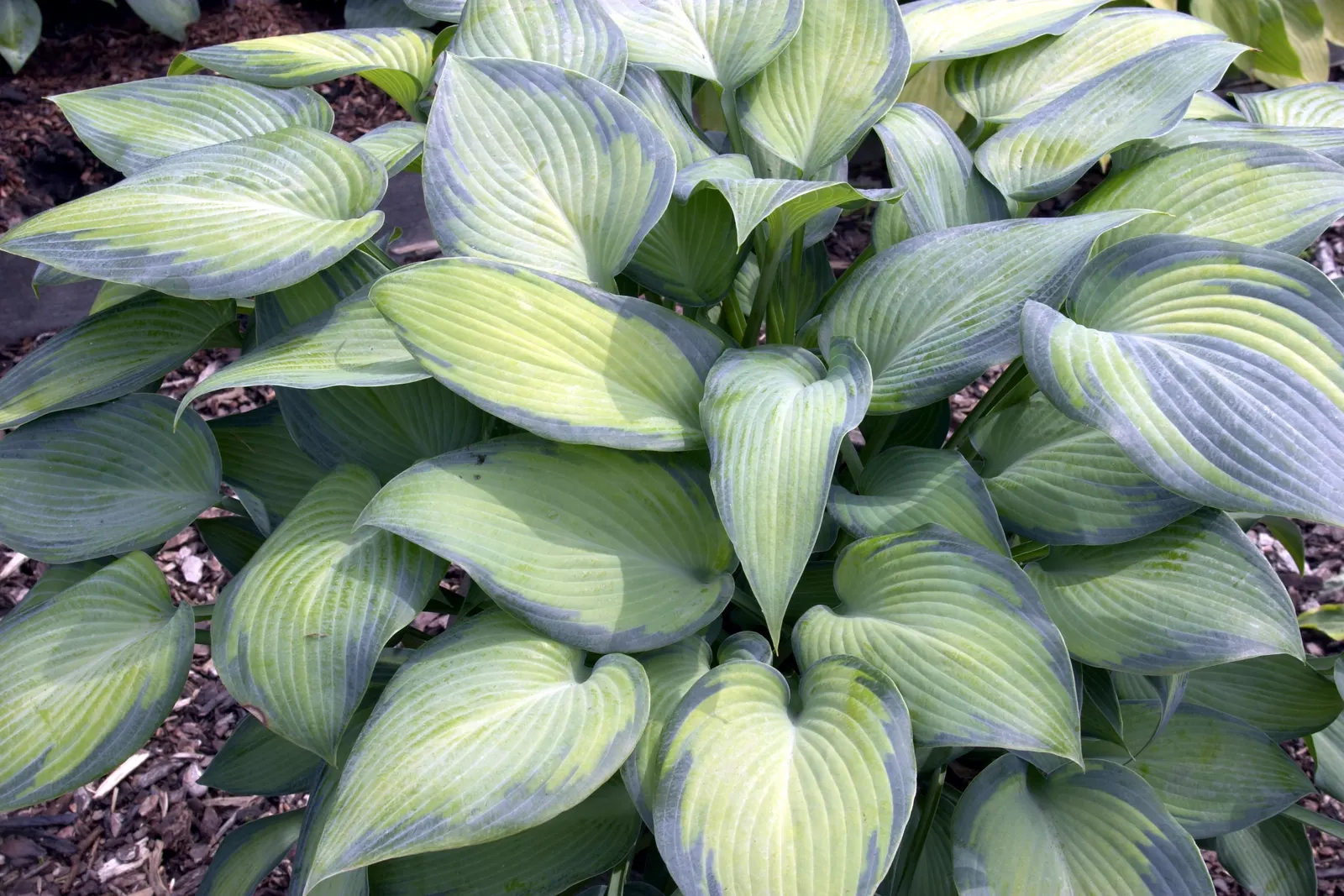 Halcyon Hosta (Hosta 'Halcyon') — with its vibrant foliage color best preserved in cooler