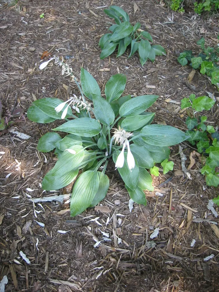 Halcyon Hosta (Hosta 'Halcyon') — providing a luscious ground cover