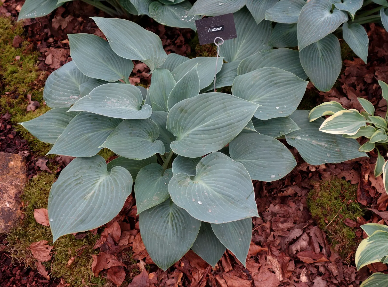 Halcyon Hosta (Hosta 'Halcyon') — this robust variety reaches up to 18 inches in height and spreads to about 36 inches