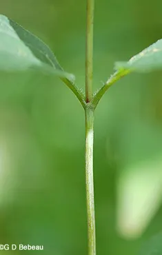 Woodland Sunflower (Helianthus Divaricata) — This species thrives in partially-shaded areas