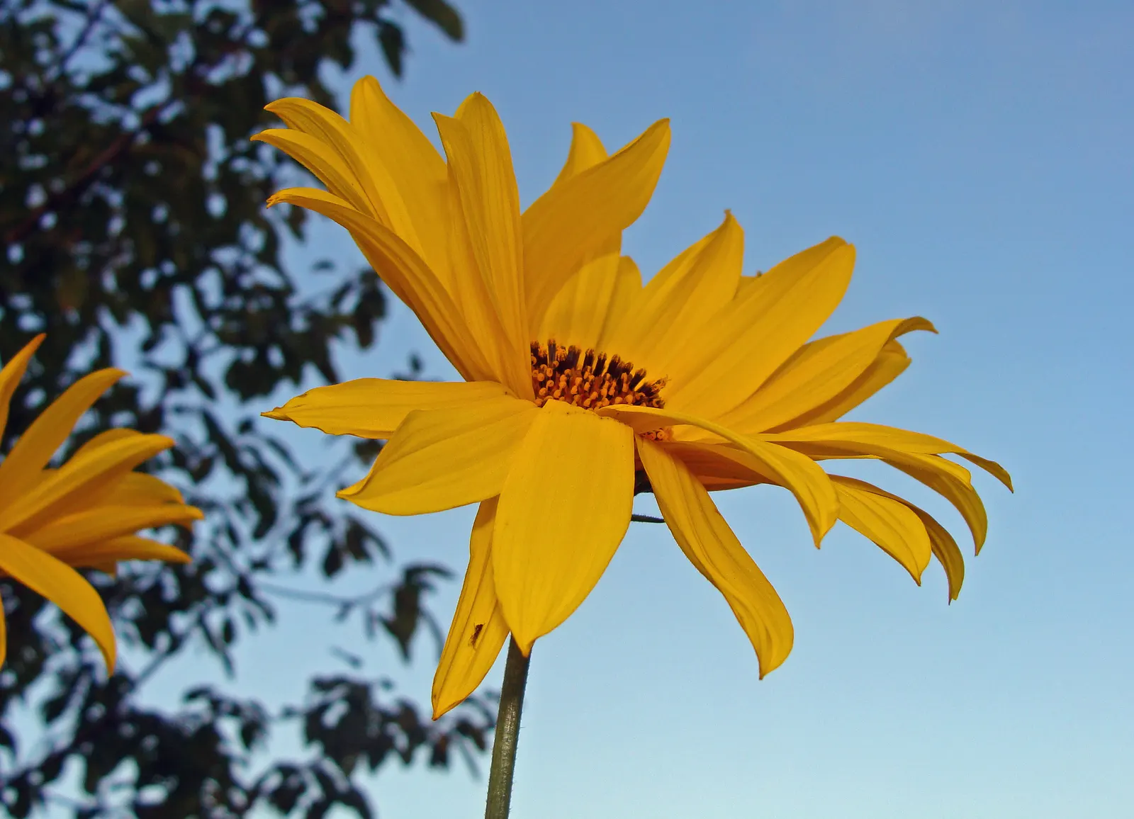 Woodland Sunflower (Helianthus Divaricata) — exuding bright charm and hardiness into any landscape design; the Woodland Sunflower is ideal for clients desiring