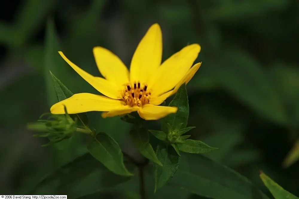 Woodland Sunflower (Helianthus Divaricata) — is a perennial native to the eastern United States