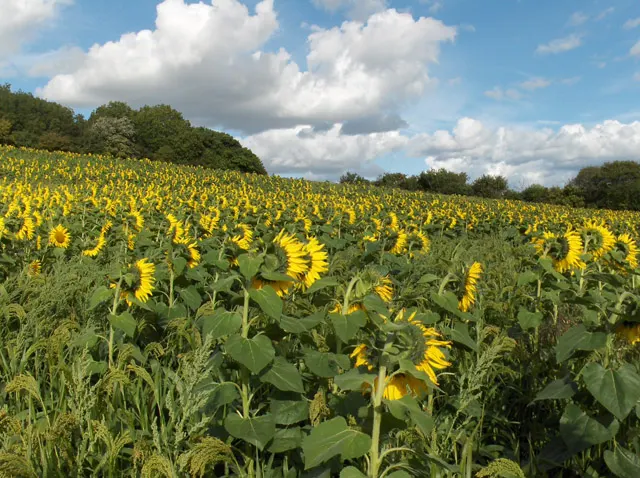 Woodland Sunflower (Helianthus Divaricata) — Adaptable to a variety of soil types