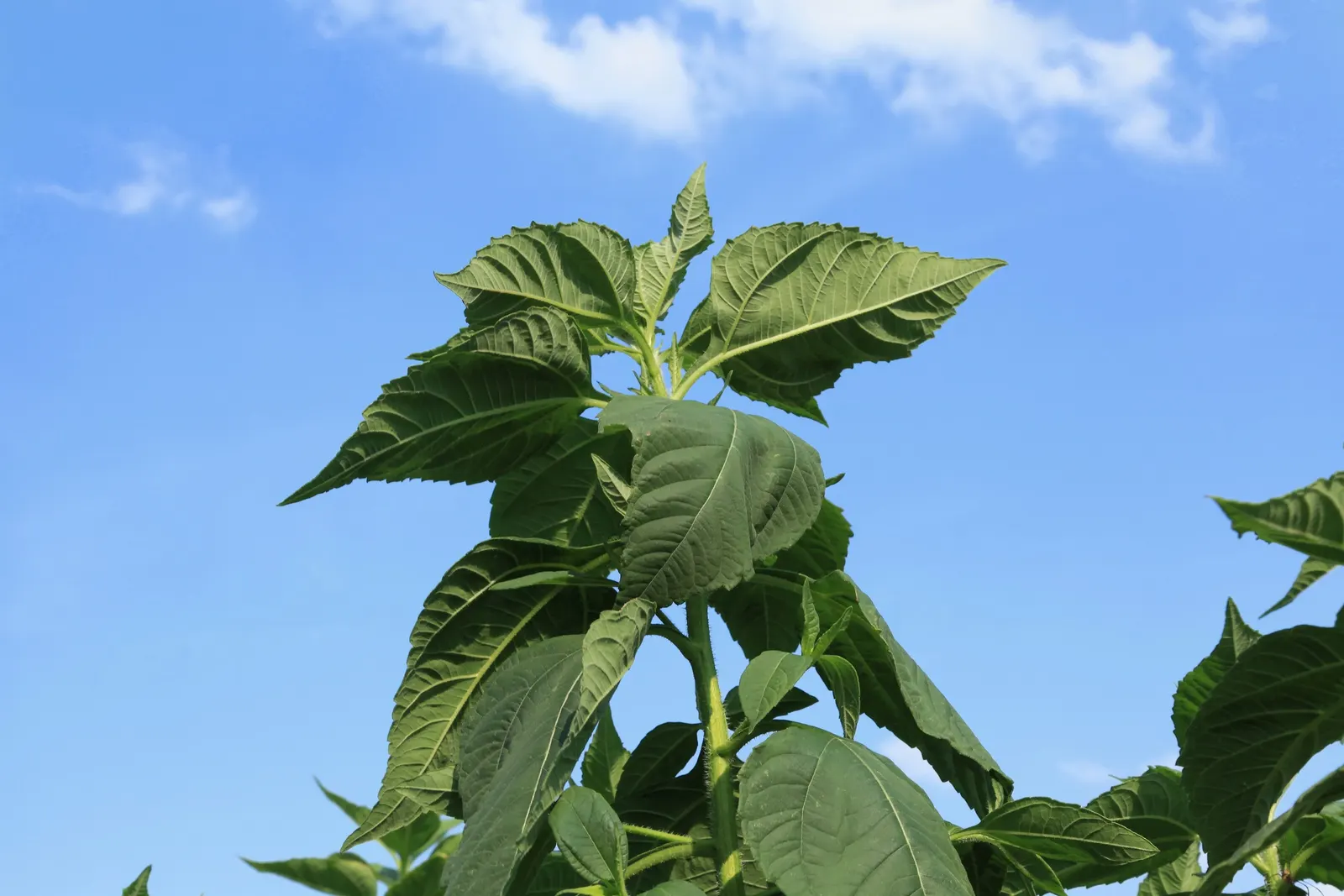 Woodland Sunflower (Helianthus Divaricata) — displaying vibrant yellow blooms measuring 2-3 inches across in late summer to fall; annual with multi-colored and
