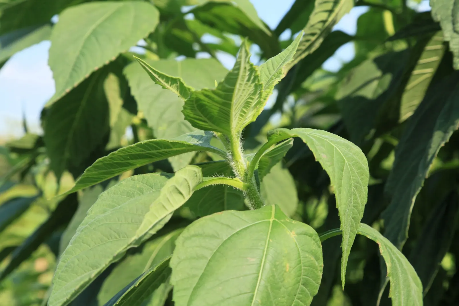 Woodland Sunflower (Helianthus Divaricata) — Attracts pollinators while being deer resistant; is a perennial native to North America with robust growth up to 6