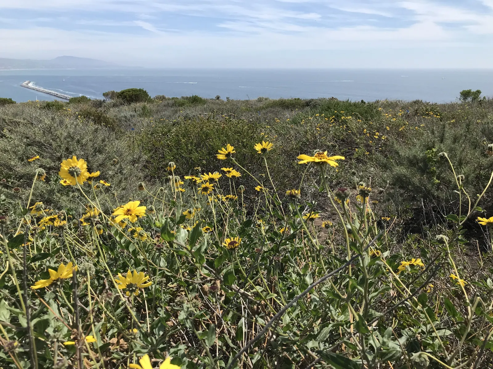 Woodland Sunflower (Helianthus Divaricata) — Notably drought-resistant once established