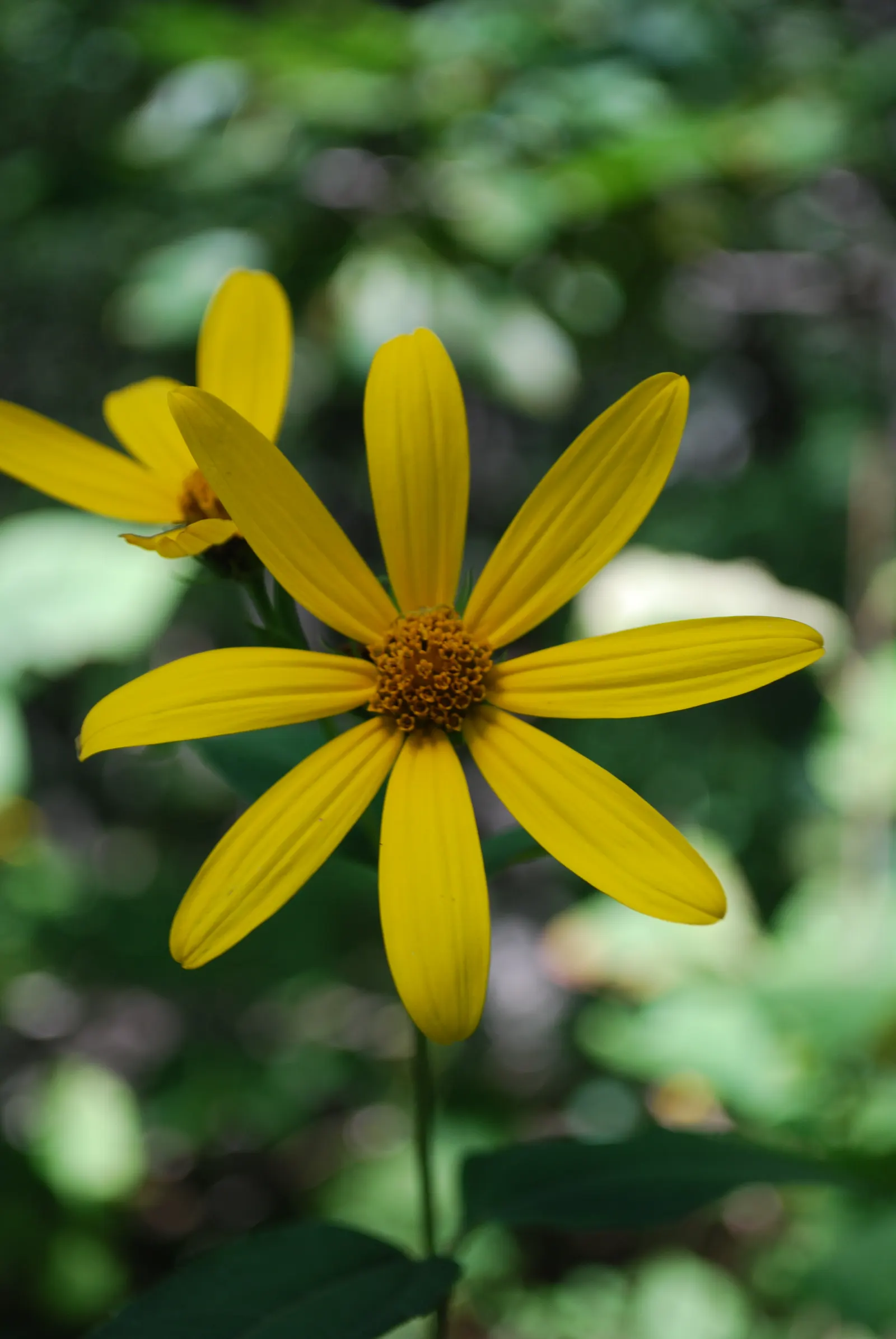 Woodland Sunflower (Helianthus Divaricata) — Attracts pollinators while being deer resistant