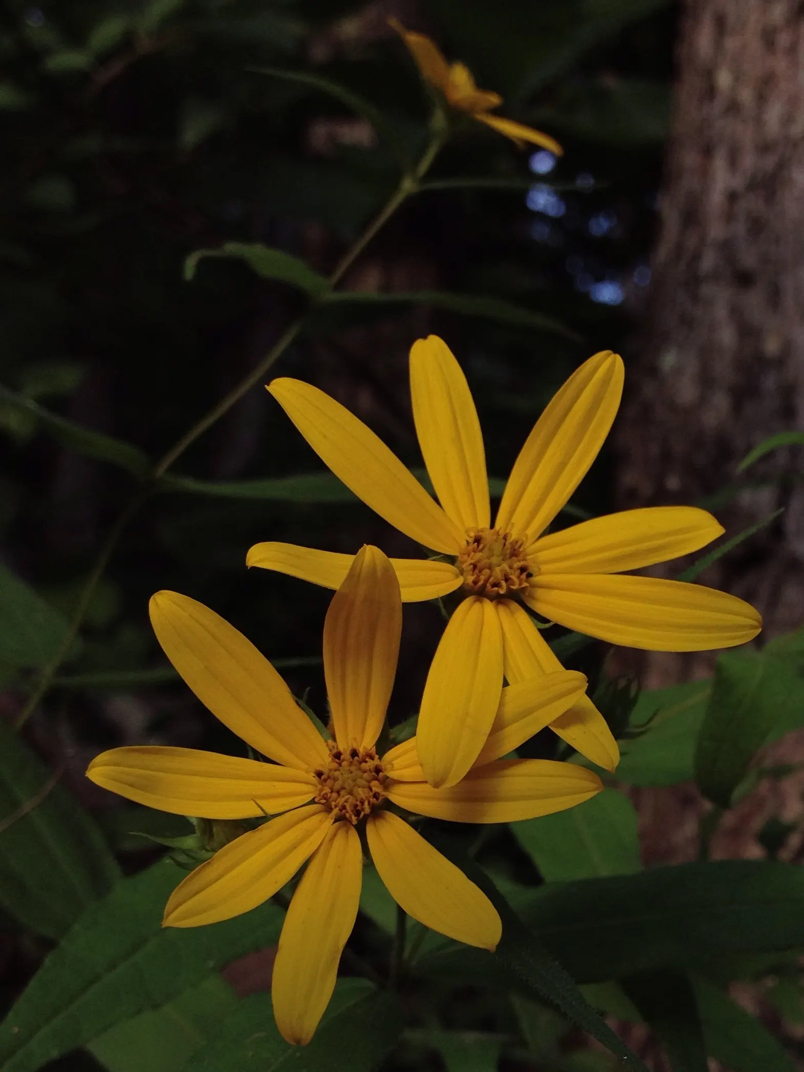 Woodland Sunflower (Helianthus Divaricata) — exuding bright charm and hardiness into any landscape design