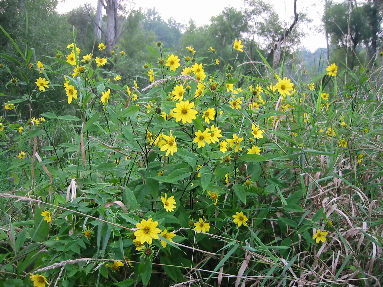 Woodland Sunflower (Helianthus Divaricata) — Thriving in hardiness zones 3 to 8