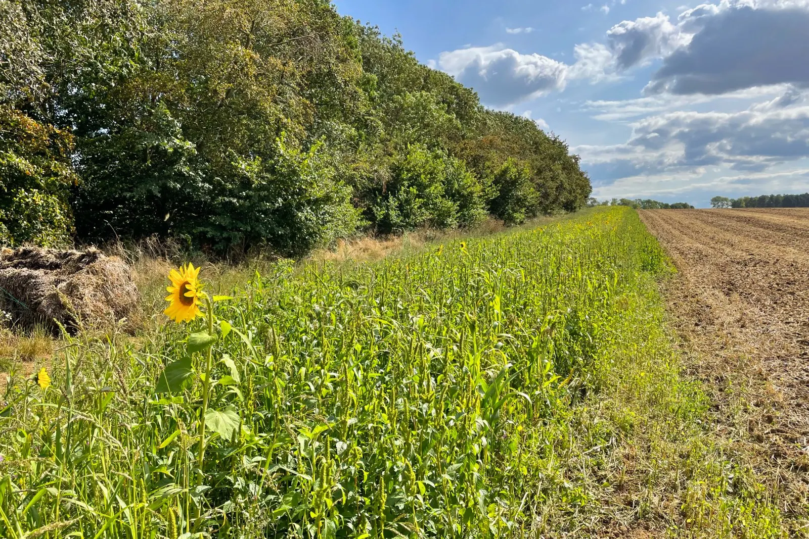 Woodland Sunflower (Helianthus Divaricata) — offering a naturalistic look ideal for borders or wildflower gardens; bolstering local ecosystems