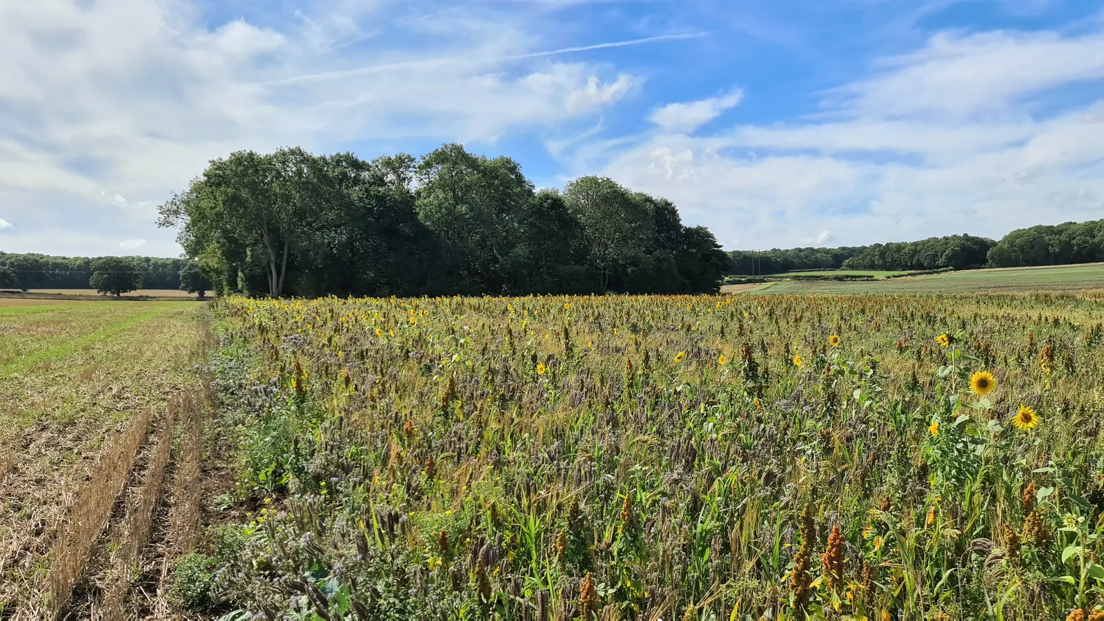 Woodland Sunflower (Helianthus Divaricata) — annual for full