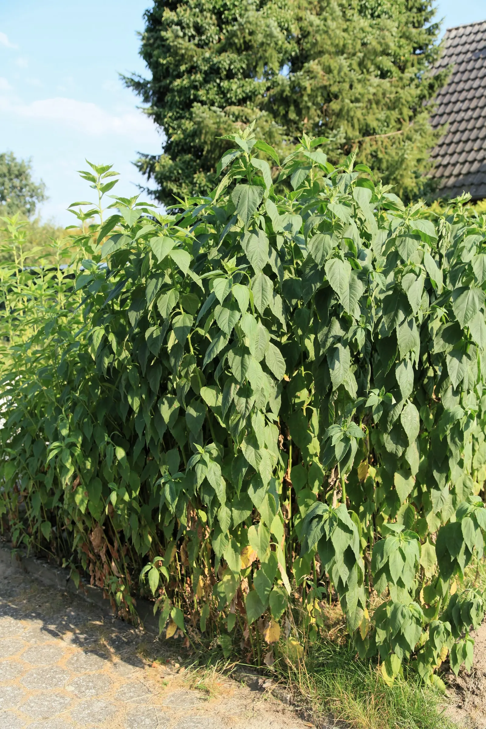 Woodland Sunflower (Helianthus Divaricata) — the Woodland Sunflower is ideal for clients desiring low-maintenance yet effervescent garden areas