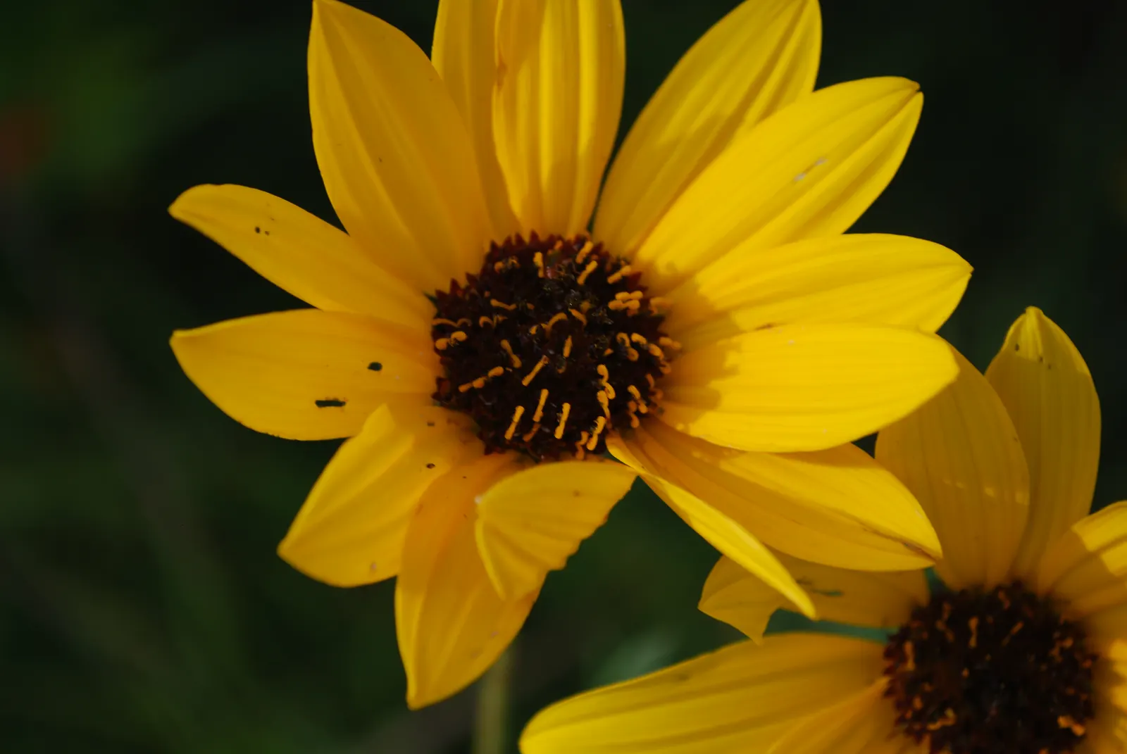 Woodland Sunflower (Helianthus Divaricata) — each flower spans approximately 2 to 3 inches across; multi-colored and yellow flowers in the garden