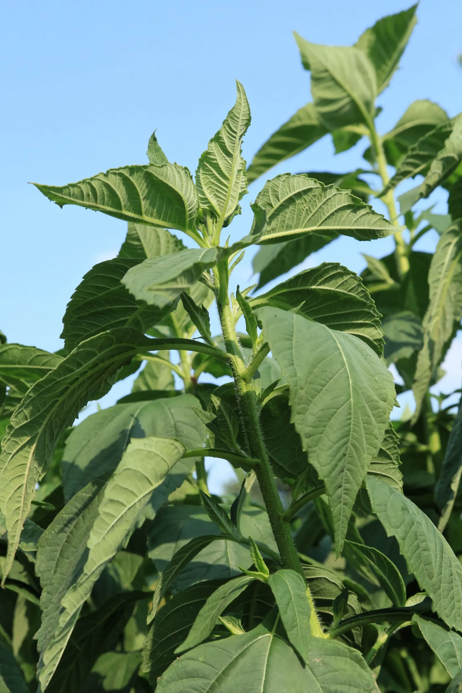 Woodland Sunflower (Helianthus Divaricata) — multi-colored and yellow flowers in the garden