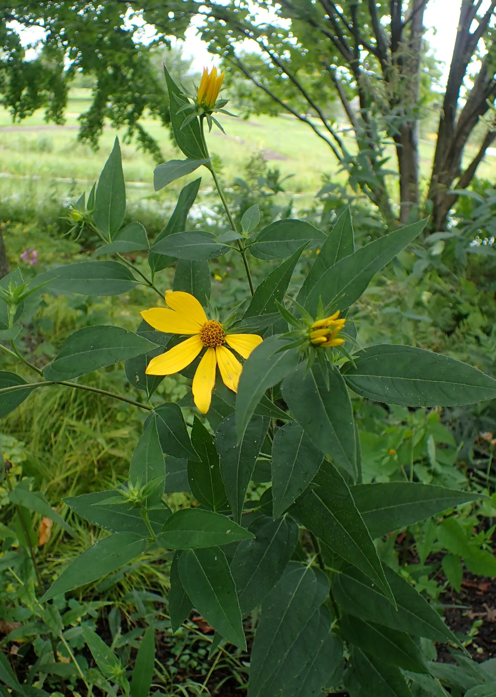 Woodland Sunflower (Helianthus Divaricata) — These blossoms exude a warm invitation to pollinators from late summer through early fall