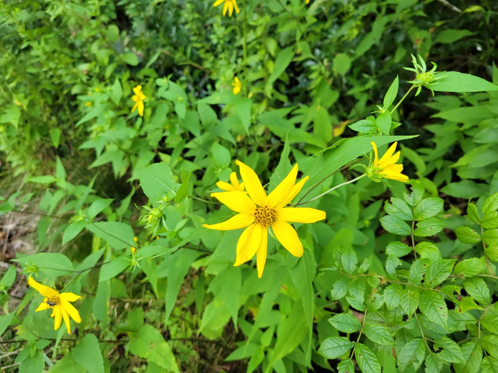 Woodland Sunflower (Helianthus Divaricata) — Thriving in hardiness zones 3 to 8; displaying vibrant yellow blooms measuring 2-3 inches across in late summer to