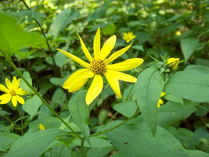 Woodland Sunflower (Helianthus Divaricata) — is a perennial native to the eastern United States; exuding bright charm and hardiness into any landscape design
