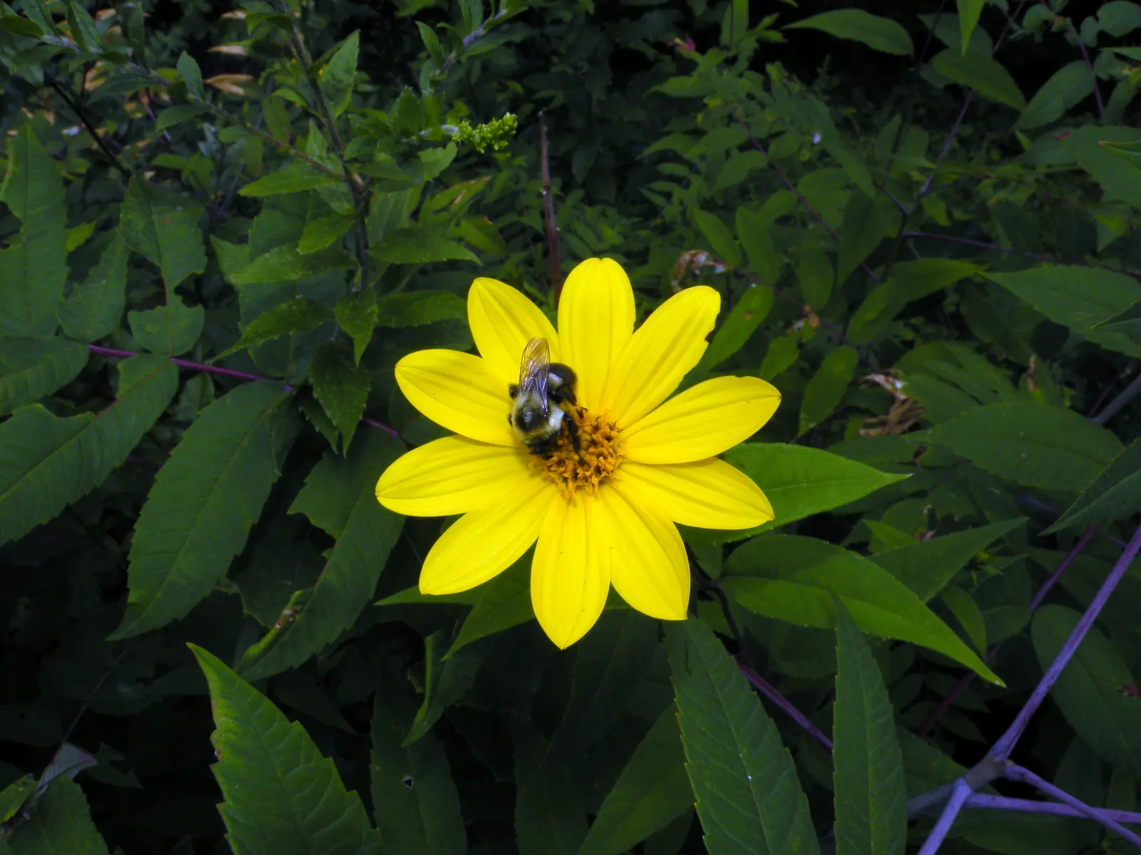 Woodland Sunflower (Helianthus Divaricata) — displaying vibrant yellow blooms measuring 2-3 inches across in late summer to fall