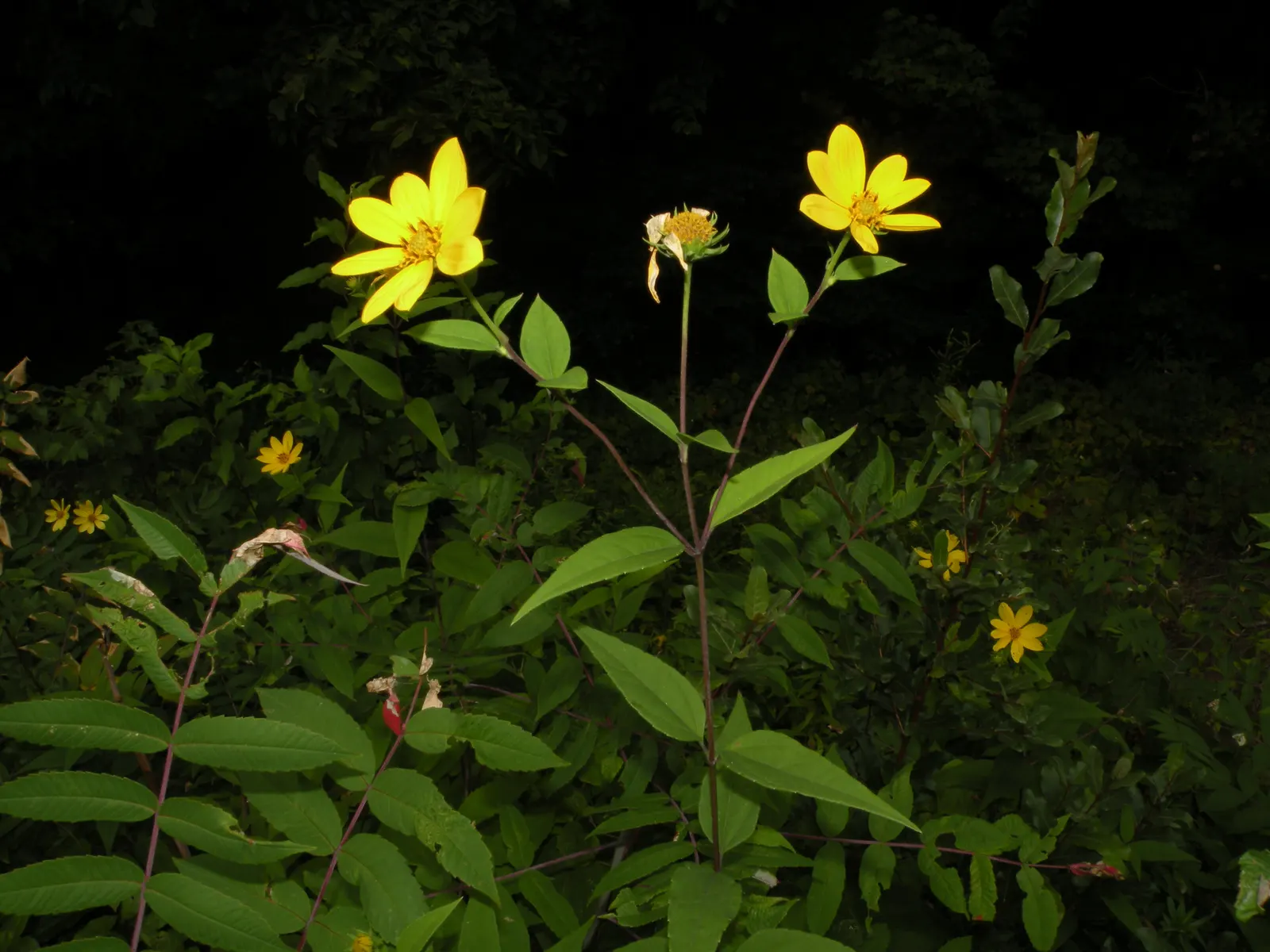 Woodland Sunflower (Helianthus Divaricata) — offering a naturalistic look ideal for borders or wildflower gardens