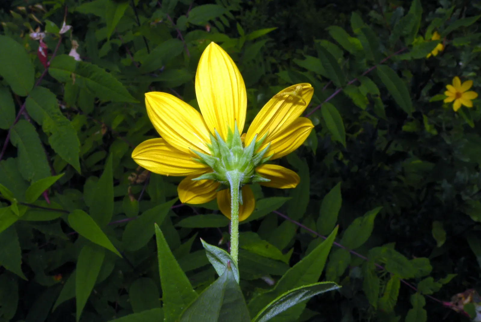 Woodland Sunflower (Helianthus Divaricata) — this species can reach heights of 3 to 6 feet with a spread of 1.5 to 2.5 feet, image 29