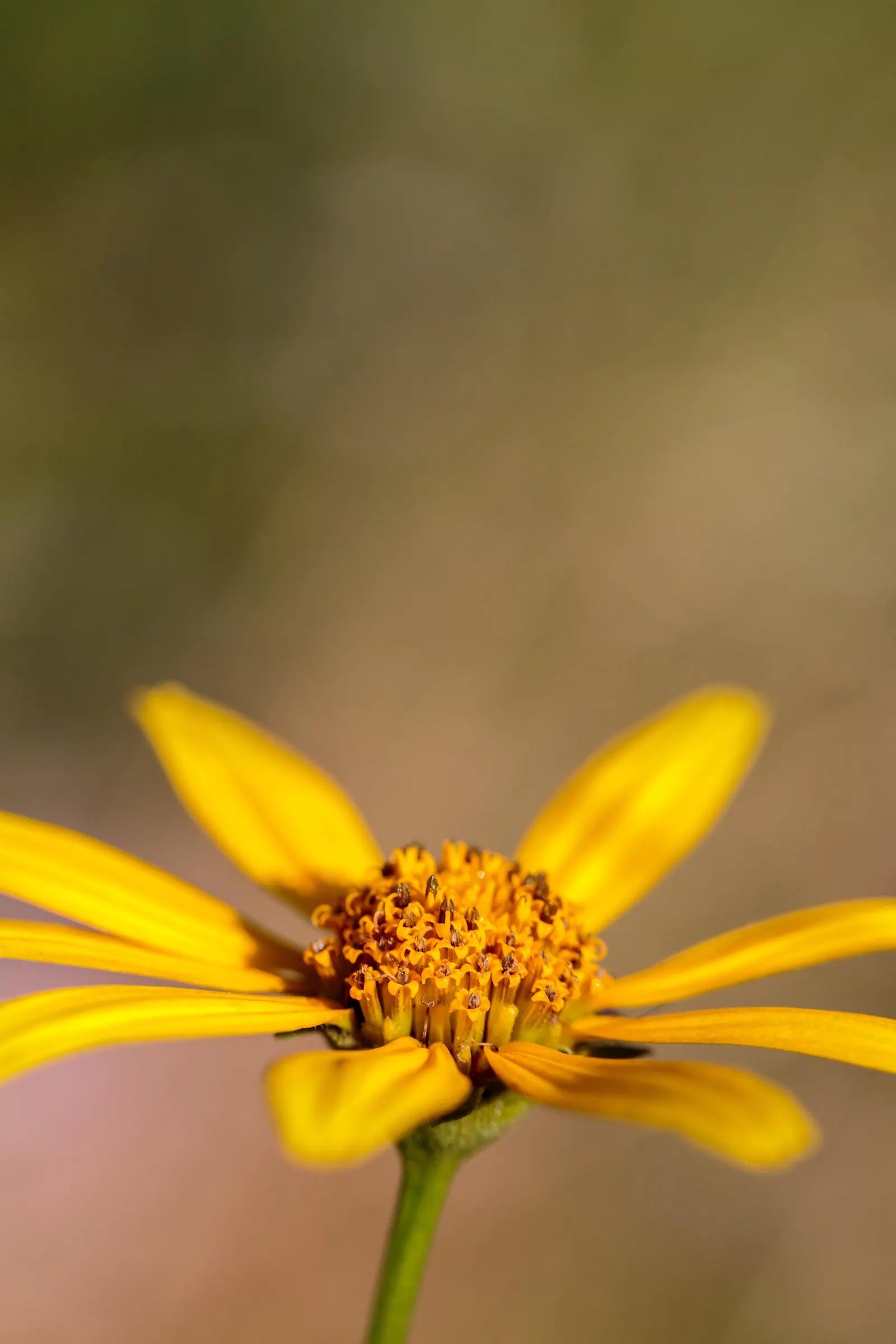 Woodland Sunflower (Helianthus Divaricata) — is a perennial native to North America with robust growth up to 6 feet tall