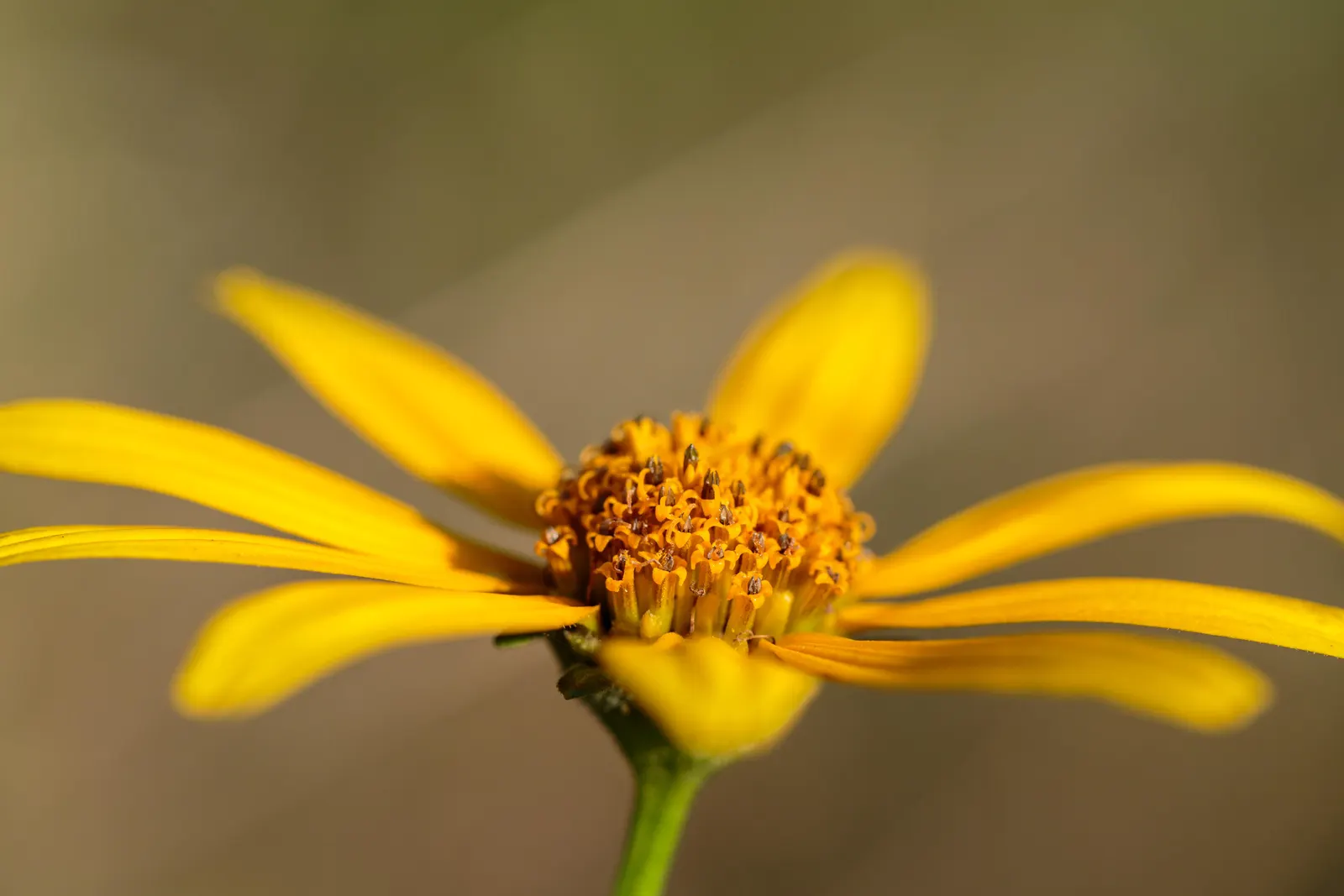 Woodland Sunflower (Helianthus Divaricata) — bolstering local ecosystems
