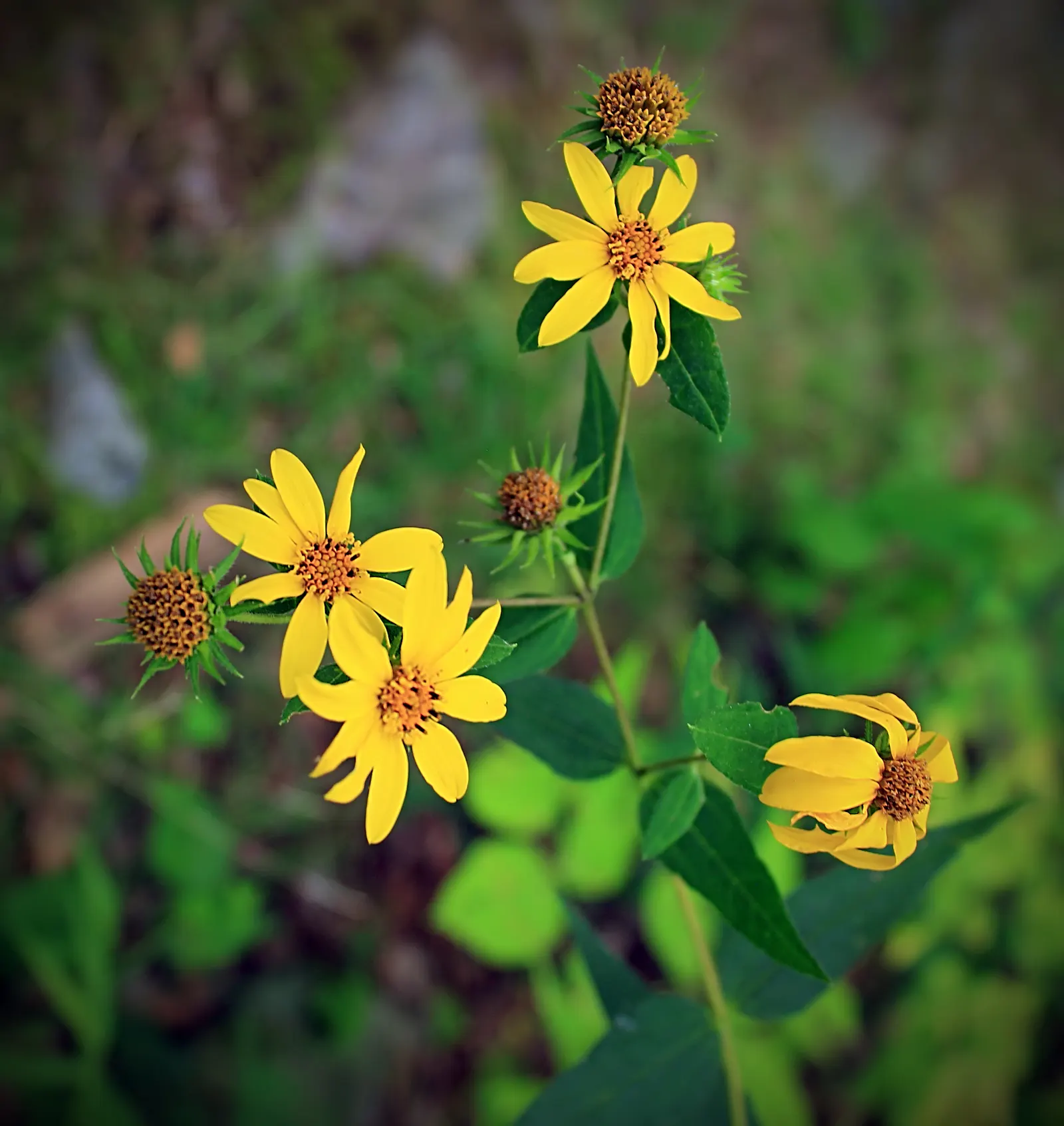 Woodland Sunflower (Helianthus Divaricata) — This species thrives in partially-shaded areas; each flower spans approximately 2 to 3 inches across